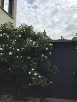 Kletterrose 'Uetersener Klosterrose' -Edelrosen Geschaft kletterrose uetersener klosterrose m009511 193676 0