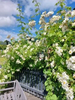 Kletterrose 'Uetersener Klosterrose' -Edelrosen Geschaft kletterrose uetersener klosterrose m009511 268317 0