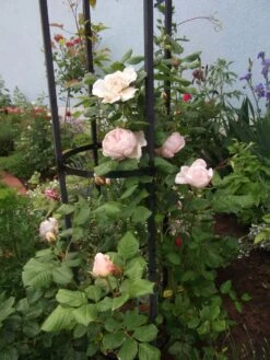 Kletterrose 'Uetersener Klosterrose' -Edelrosen Geschaft kletterrose uetersener klosterrose m009511 307684 0