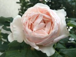 Kletterrose 'Uetersener Klosterrose' -Edelrosen Geschaft kletterrose uetersener klosterrose m009511 409722 1