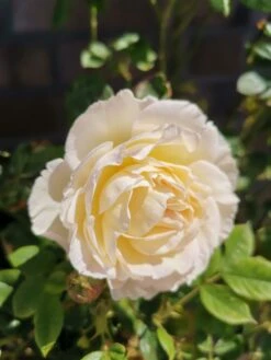 Kletterrose 'Uetersener Klosterrose' -Edelrosen Geschaft kletterrose uetersener klosterrose m009511 948006 0