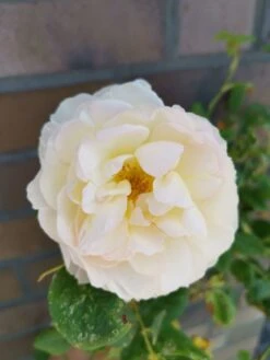 Kletterrose 'Uetersener Klosterrose' -Edelrosen Geschaft kletterrose uetersener klosterrose m009511 948006 1