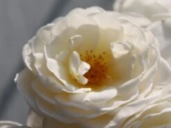 Kletterrose 'Uetersener Klosterrose' -Edelrosen Geschaft kletterrose uetersener klosterrose m009511 w 0