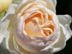 Kletterrose 'Uetersener Klosterrose' -Edelrosen Geschaft kletterrose uetersener klosterrose m009511 w 2