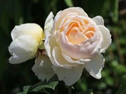 Kletterrose 'Uetersener Klosterrose' -Edelrosen Geschaft kletterrose uetersener klosterrose m009511 w 3