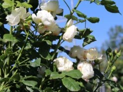 Kletterrose 'Uetersener Klosterrose' -Edelrosen Geschaft kletterrose uetersener klosterrose m009511 w 4