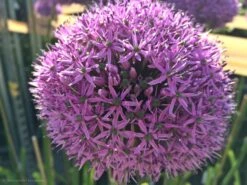 Kugel-Lauch 'Purple Sensation' 27 Kugel-Lauch 'Purple Sensation' -Edelrosen Geschaft kugel lauch purple sensation m044543 441289 0