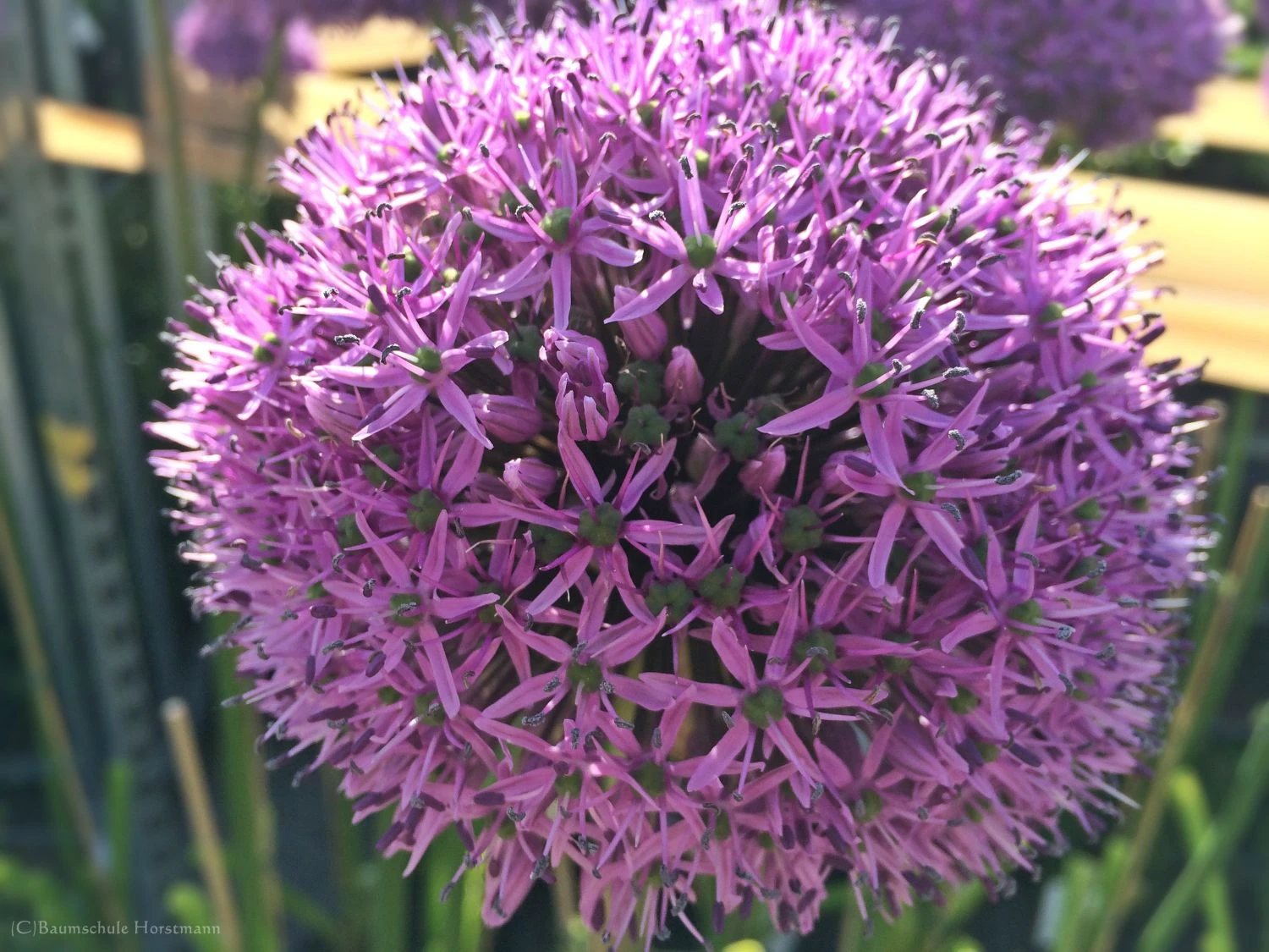 Kugel-Lauch 'Purple Sensation' 14 Kugel-Lauch 'Purple Sensation' – Bild 14