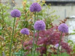 Kugel-Lauch 'Purple Sensation' 26 Kugel-Lauch 'Purple Sensation' -Edelrosen Geschaft kugel lauch purple sensation m044543 765787 0