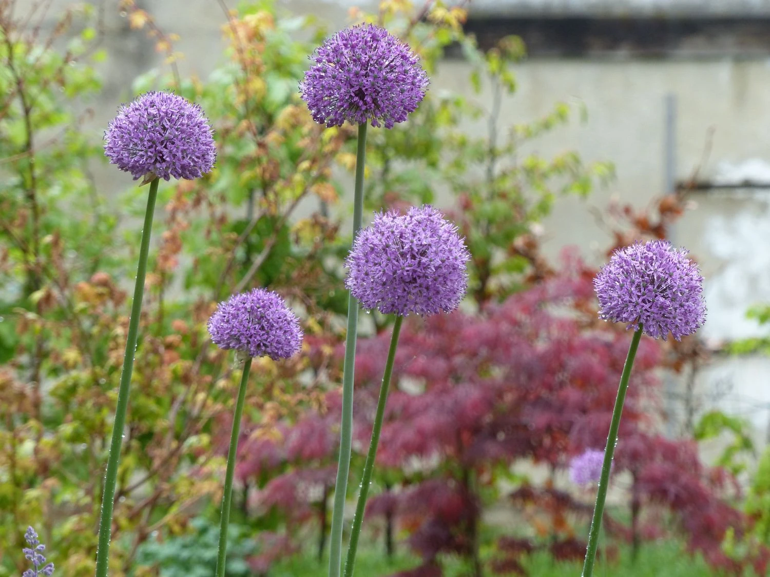 Kugel-Lauch 'Purple Sensation' 13 Kugel-Lauch 'Purple Sensation' – Bild 13