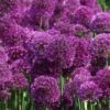 Kugel-Lauch 'Purple Sensation'