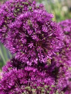 Kugel-Lauch 'Purple Sensation' 20 Kugel-Lauch 'Purple Sensation' -Edelrosen Geschaft kugel lauch purple sensation m044543 w 0