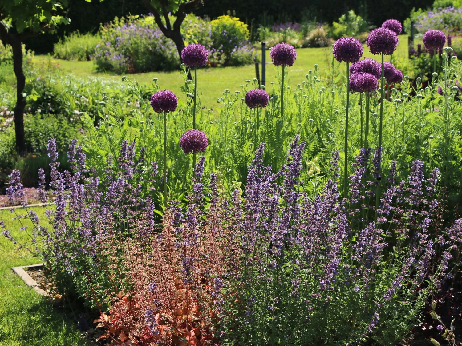 Kugel-Lauch 'Purple Sensation' 2 Kugel-Lauch 'Purple Sensation' – Bild 2