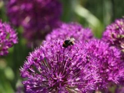 Kugel-Lauch 'Purple Sensation' 19 Kugel-Lauch 'Purple Sensation' -Edelrosen Geschaft kugel lauch purple sensation m044543 w 2