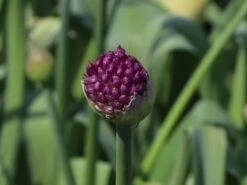 Kugel-Lauch 'Purple Sensation' 17 Kugel-Lauch 'Purple Sensation' -Edelrosen Geschaft kugel lauch purple sensation m044543 w 3