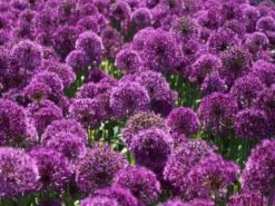 Kugel-Lauch 'Purple Sensation' 22 Kugel-Lauch 'Purple Sensation' -Edelrosen Geschaft kugel lauch purple sensation m044543 w 4