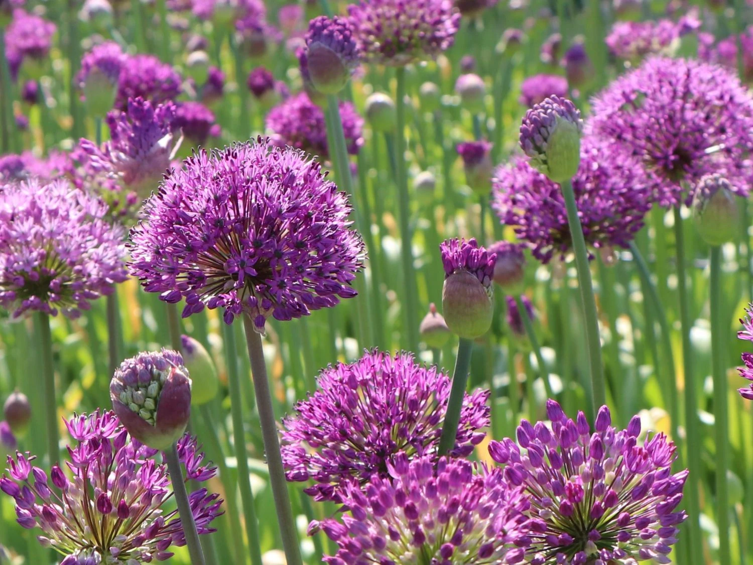 Kugel-Lauch 'Purple Sensation' 10 Kugel-Lauch 'Purple Sensation' – Bild 10