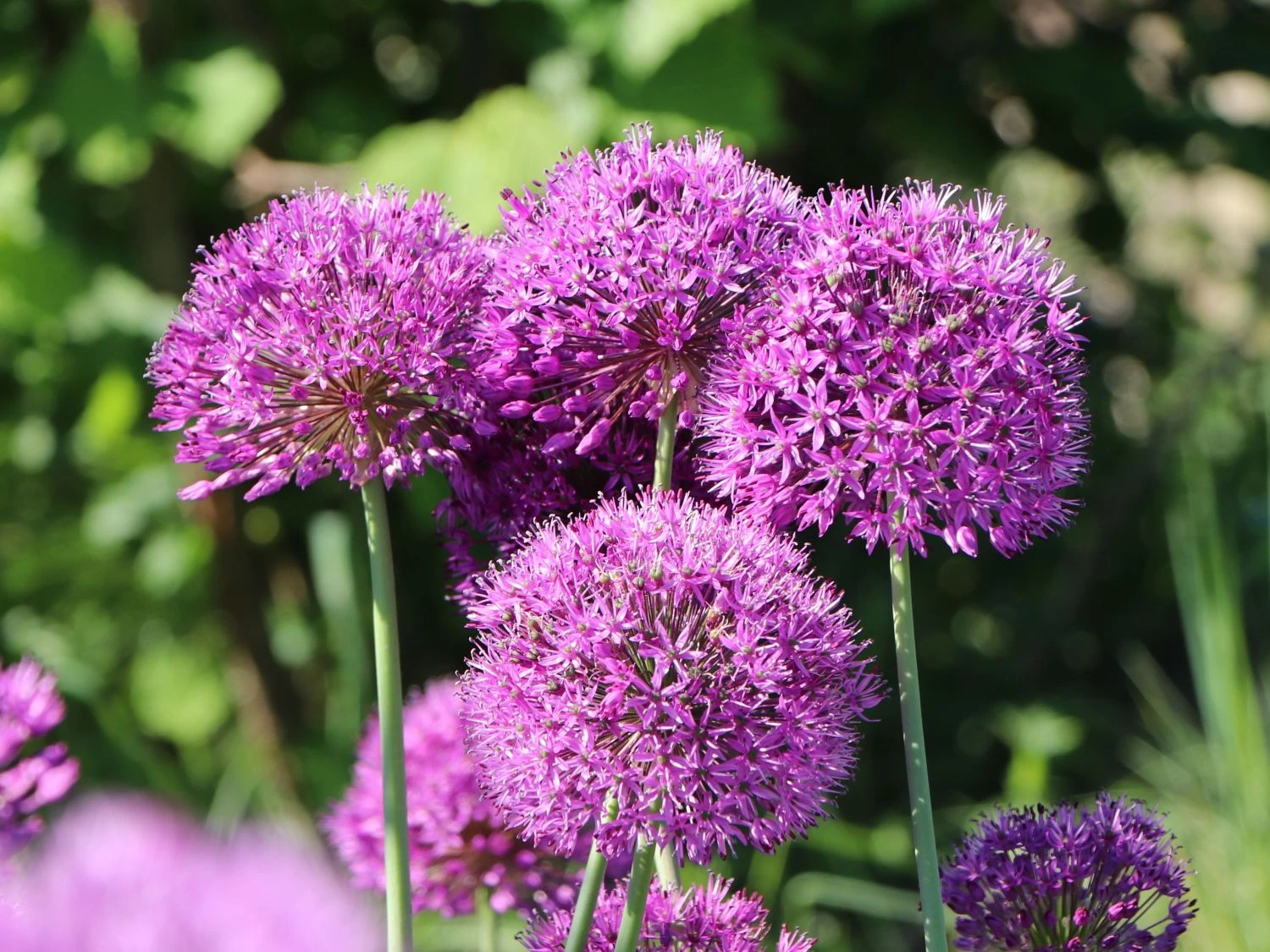 Kugel-Lauch 'Purple Sensation' 5 Kugel-Lauch 'Purple Sensation' – Bild 5