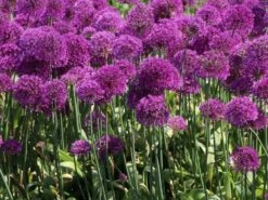 Kugel-Lauch 'Purple Sensation' 24 Kugel-Lauch 'Purple Sensation' -Edelrosen Geschaft kugel lauch purple sensation m044543 w 8