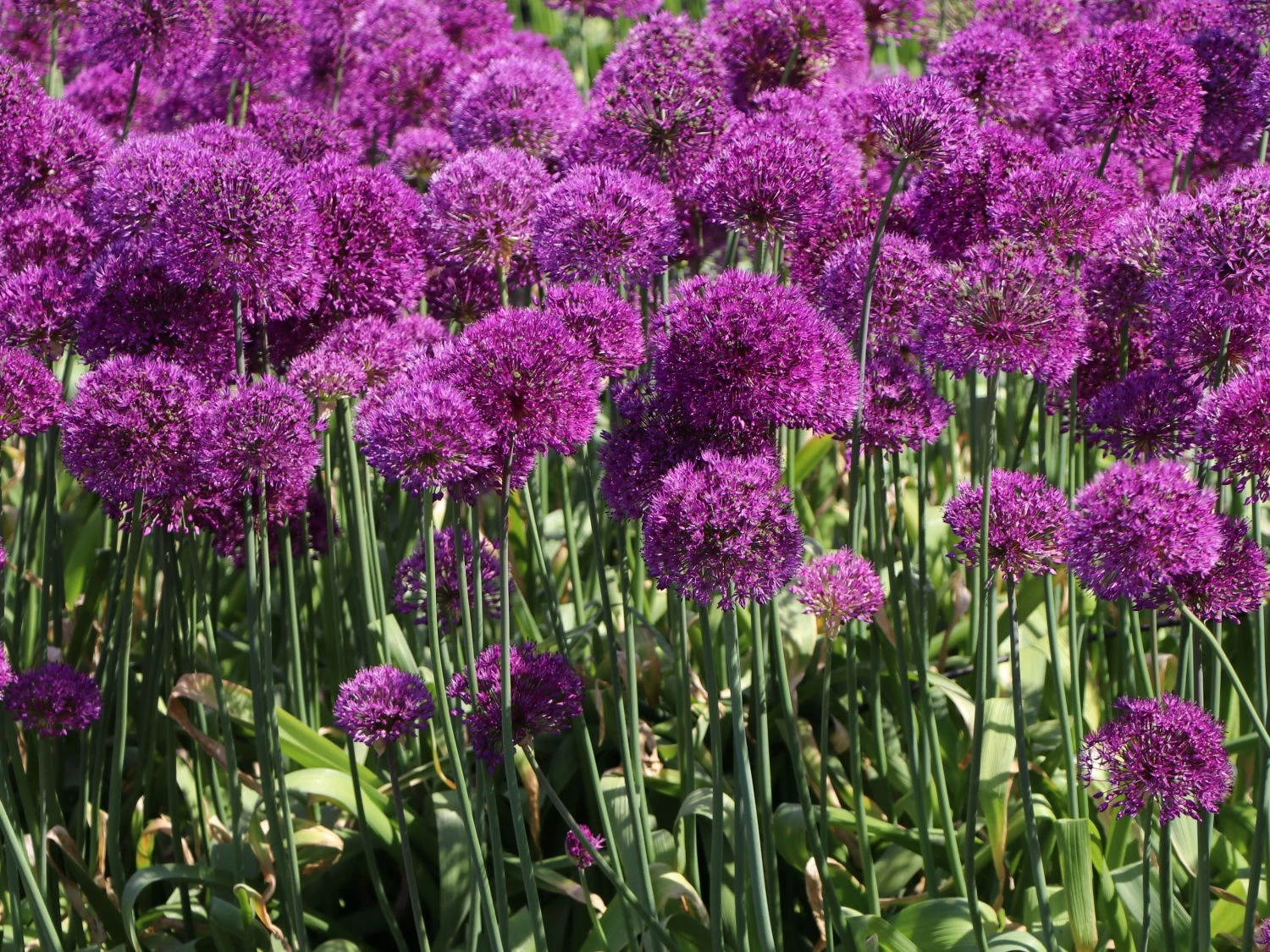 Kugel-Lauch 'Purple Sensation' 11 Kugel-Lauch 'Purple Sensation' – Bild 11