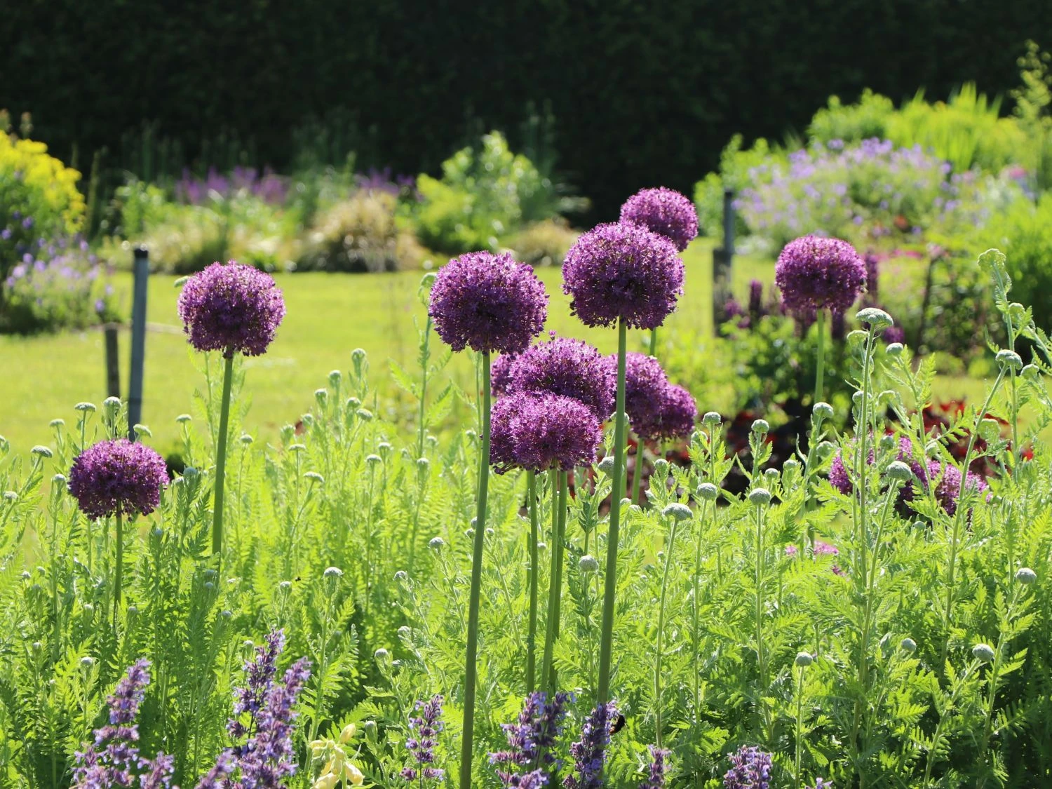 Kugel-Lauch 'Purple Sensation' 12 Kugel-Lauch 'Purple Sensation' – Bild 12