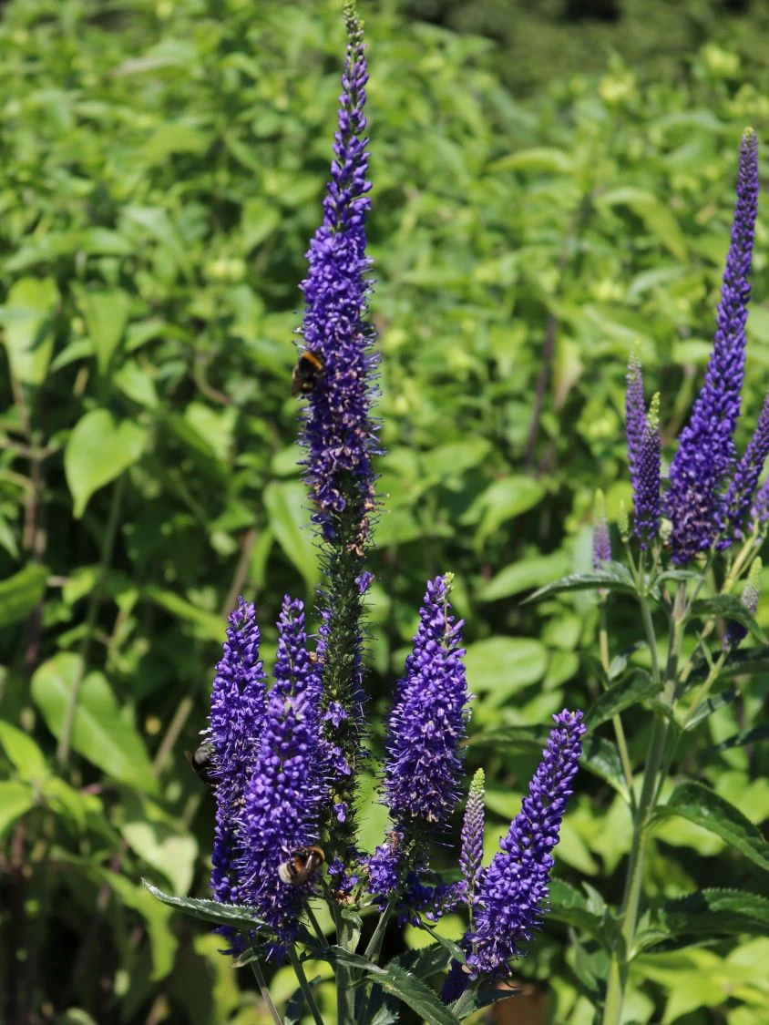 Langblättriger Ehrenpreis 'Marietta' 5 Langblättriger Ehrenpreis 'Marietta' – Bild 5