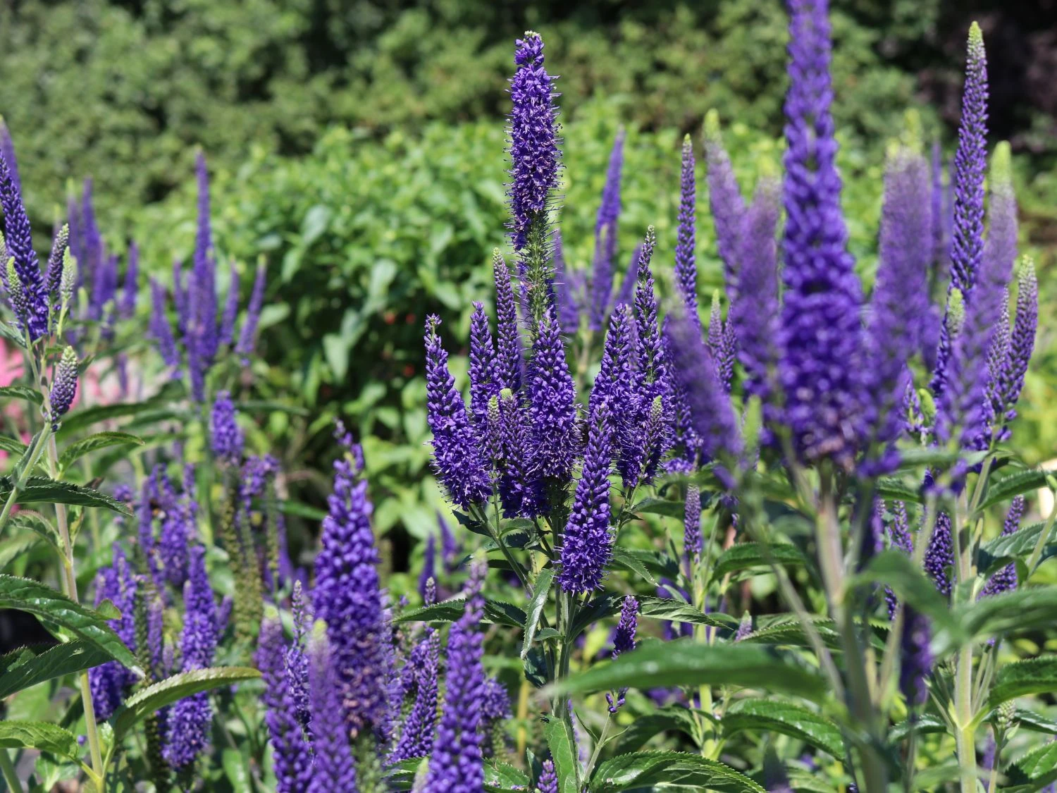 Langblättriger Ehrenpreis 'Marietta' 8 Langblättriger Ehrenpreis 'Marietta' – Bild 8