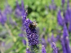 Langblättriger Ehrenpreis 'Marietta' 14 Langblättriger Ehrenpreis 'Marietta' -Edelrosen Geschaft langblaettriger ehrenpreis marietta m109999 w 2