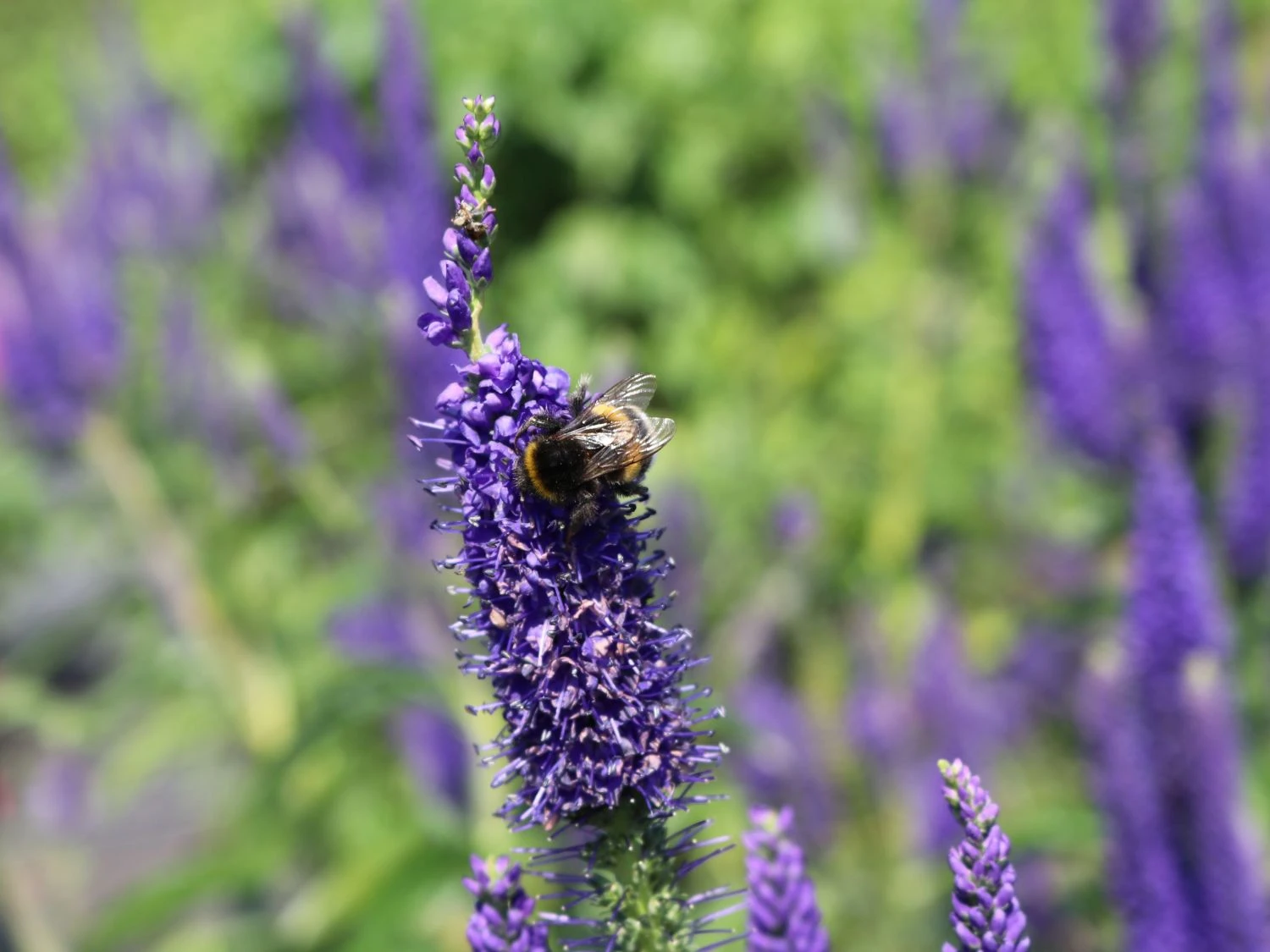 Langblättriger Ehrenpreis 'Marietta' 7 Langblättriger Ehrenpreis 'Marietta' – Bild 7
