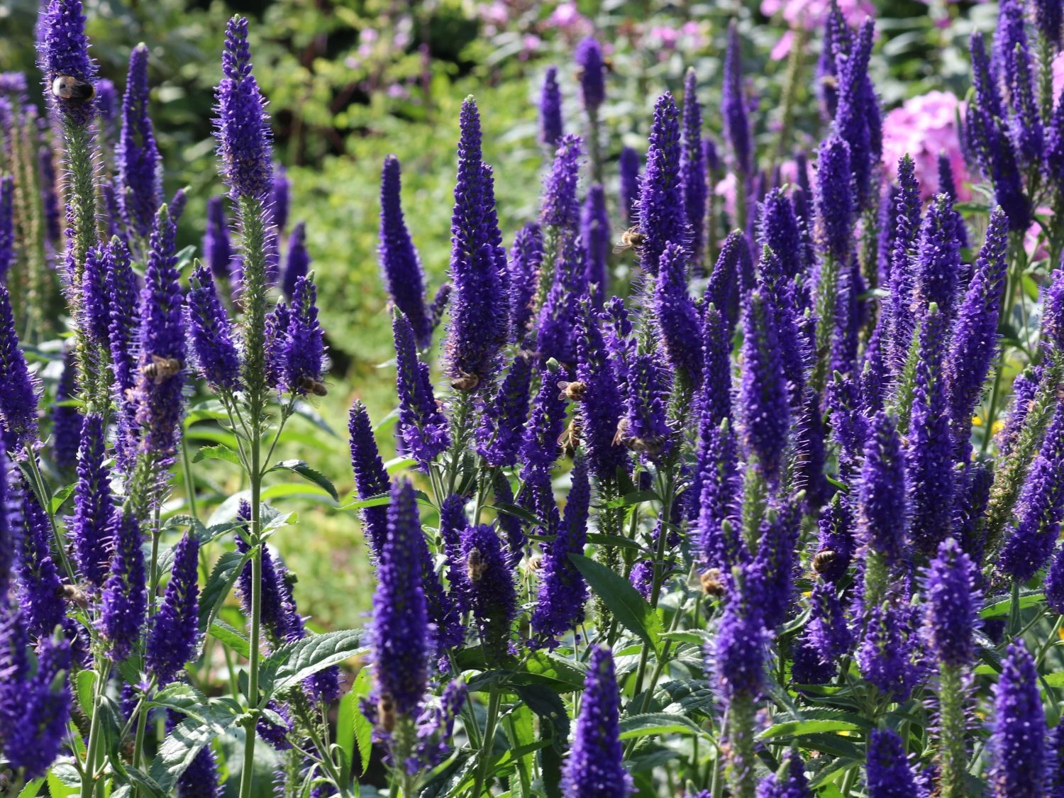 Langblättriger Ehrenpreis 'Marietta' 2 Langblättriger Ehrenpreis 'Marietta' – Bild 2