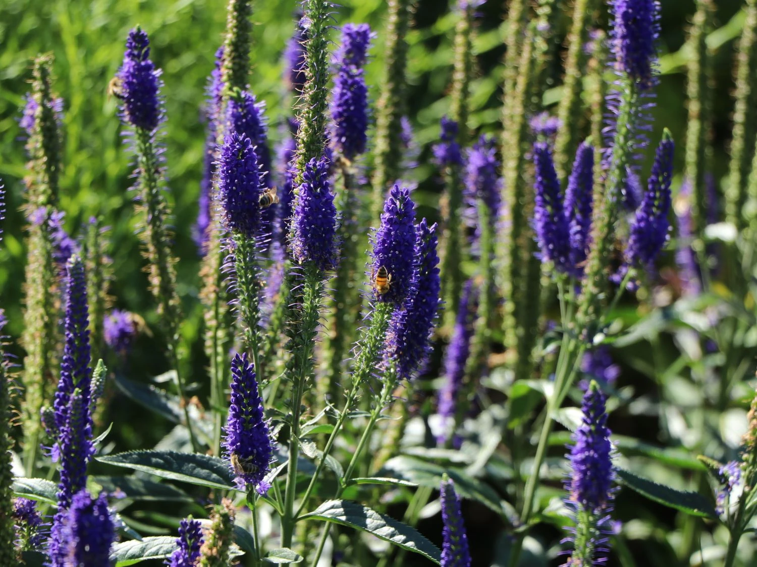 Langblättriger Ehrenpreis 'Marietta' 6 Langblättriger Ehrenpreis 'Marietta' – Bild 6