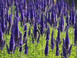 Langblättriger Ehrenpreis 'Marietta' 10 Langblättriger Ehrenpreis 'Marietta' -Edelrosen Geschaft langblaettriger ehrenpreis marietta m109999 w 6