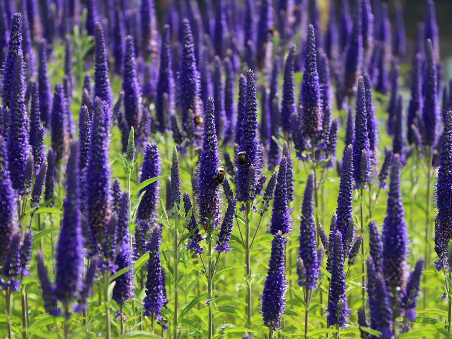 Langblättriger Ehrenpreis 'Marietta' 3 Langblättriger Ehrenpreis 'Marietta' – Bild 3