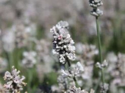 Lavendel 'Aromatica Silver' ®