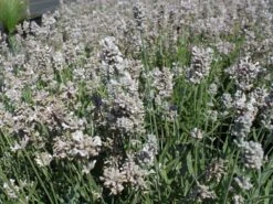Lavendel 'Aromatica Silver' ® -Edelrosen Geschaft lavendel aromatica siver m063446 w 1
