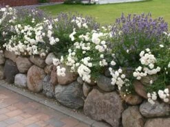 Lavendel 'Hidcote Blue' / 'Strain' 21 Lavendel 'Hidcote Blue' / 'Strain' -Edelrosen Geschaft lavendel hidcote blue m003842 w 2