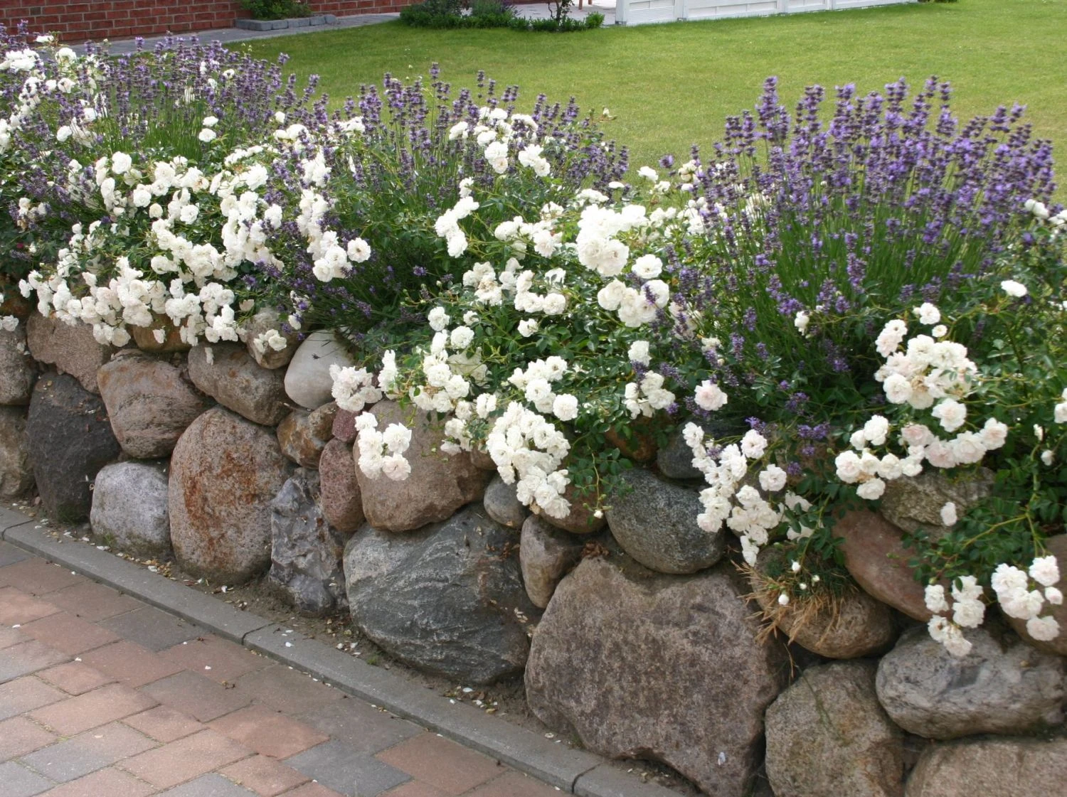 Lavendel 'Hidcote Blue' / 'Strain' 8 Lavendel 'Hidcote Blue' / 'Strain' – Bild 8