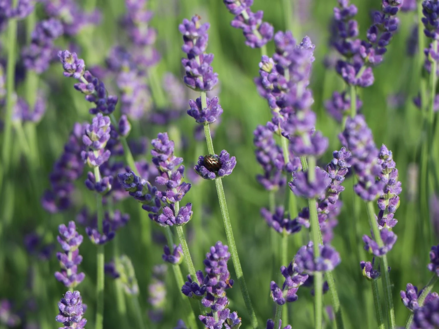 Lavendel 'Hidcote Blue' / 'Strain' 5 Lavendel 'Hidcote Blue' / 'Strain' – Bild 5