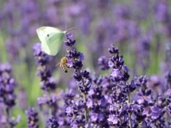 Lavendel 'Hidcote Blue' / 'Strain' 16 Lavendel 'Hidcote Blue' / 'Strain' -Edelrosen Geschaft lavendel hidcote blue strain m003842 w 2