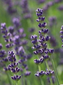 Lavendel 'Hidcote Blue' / 'Strain' 19 Lavendel 'Hidcote Blue' / 'Strain' -Edelrosen Geschaft lavendel hidcote blue strain m003842 w 4