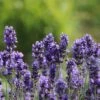 Lavendel 'Phenomenal' / 'Niko'