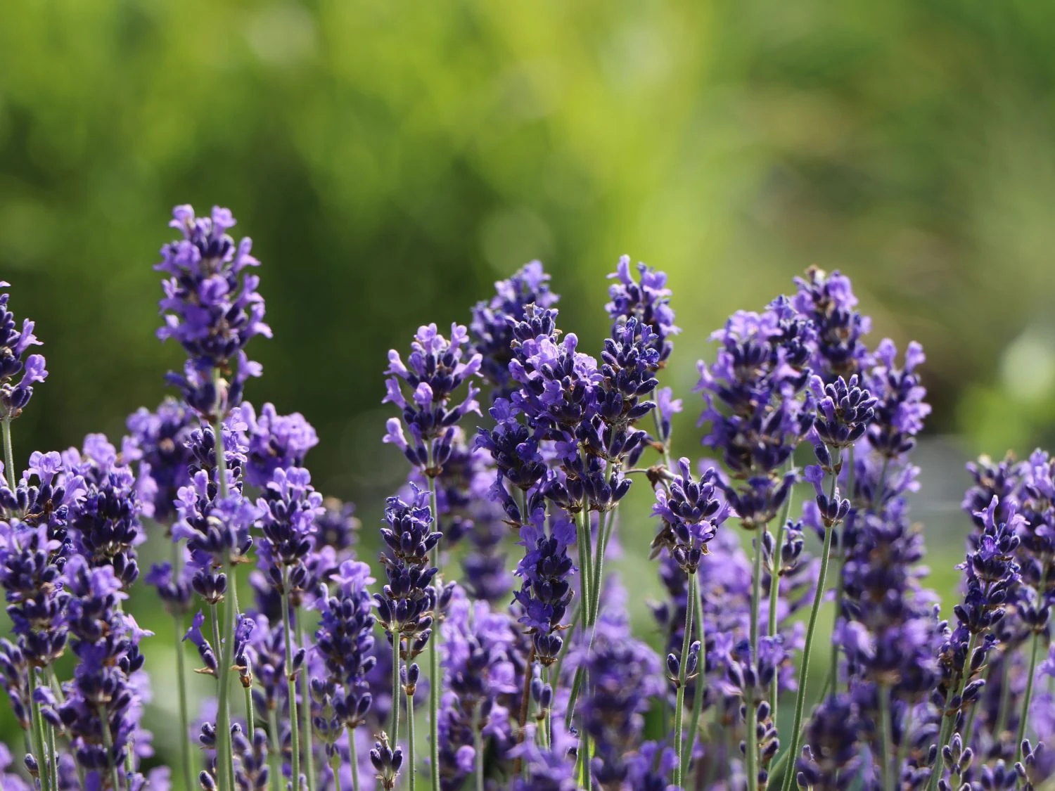 Lavendel 'Phenomenal' / 'Niko' 1 Lavendel 'Phenomenal' / 'Niko'