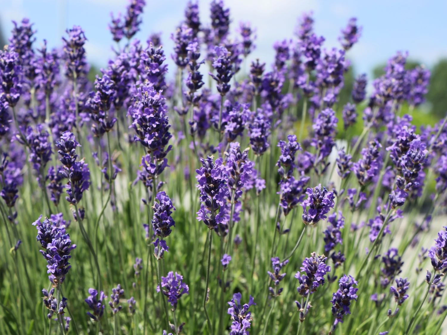 Lavendel 'Phenomenal' / 'Niko' 2 Lavendel 'Phenomenal' / 'Niko' – Bild 2