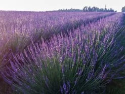 Lavendel 'Phenomenal' / 'Niko' 5 Lavendel 'Phenomenal' / 'Niko' -Edelrosen Geschaft lavendel phenomenal niko m114470 w 1