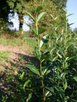 Gemeiner Liguster / Gewöhnlicher Liguster -Edelrosen Geschaft liguster vulgare gemeiner liguster m001886 w 1