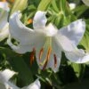 Lilie 'Casablanca'