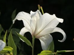 Lilie 'Casablanca' -Edelrosen Geschaft lilie casablanca m059419 w 1