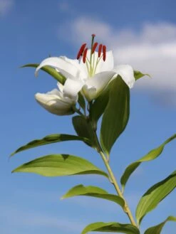 Lilie 'Casablanca' -Edelrosen Geschaft lilie casablanca m059419 w 2