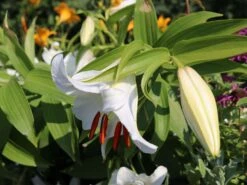 Lilie 'Casablanca' -Edelrosen Geschaft lilie casablanca m059419 w 3