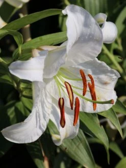 Lilie 'Casablanca' -Edelrosen Geschaft lilie casablanca m059419 w 4